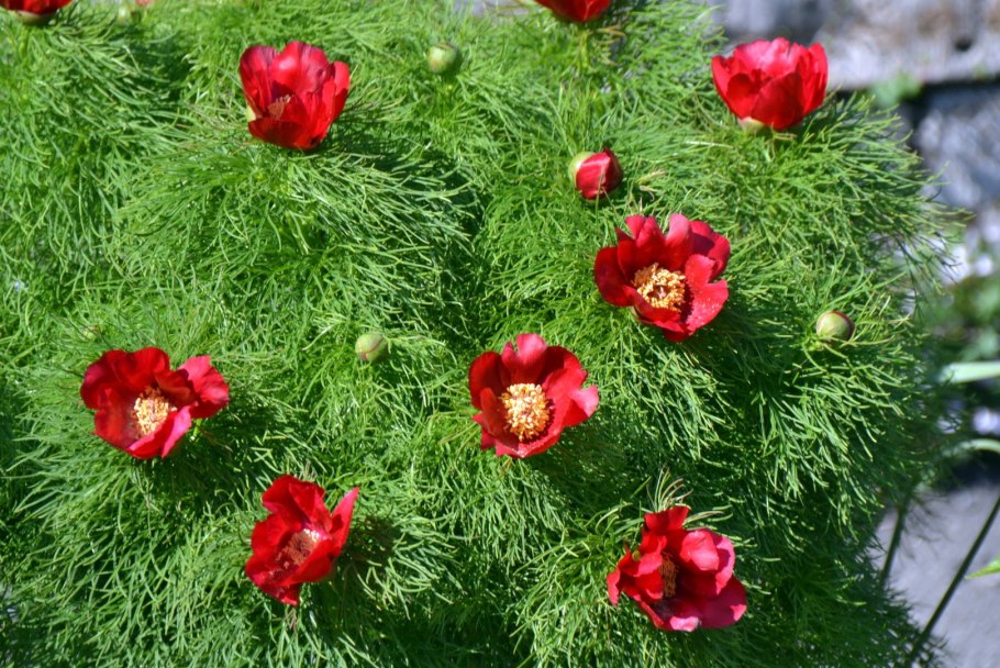 Пион tenuifolia rubra Plena