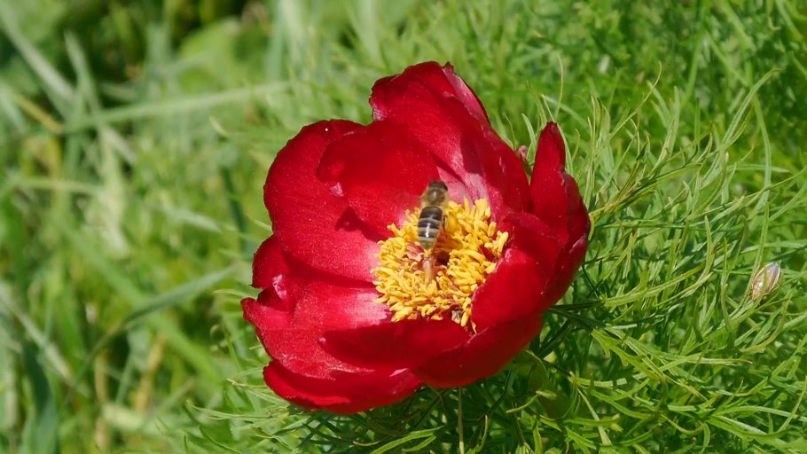 Пион тонколистный Орленок