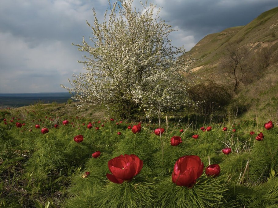Пион тонколистный крымский