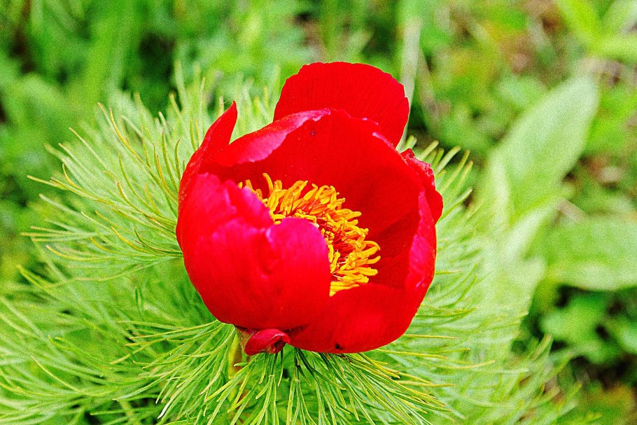 Пион тонколистный дикий