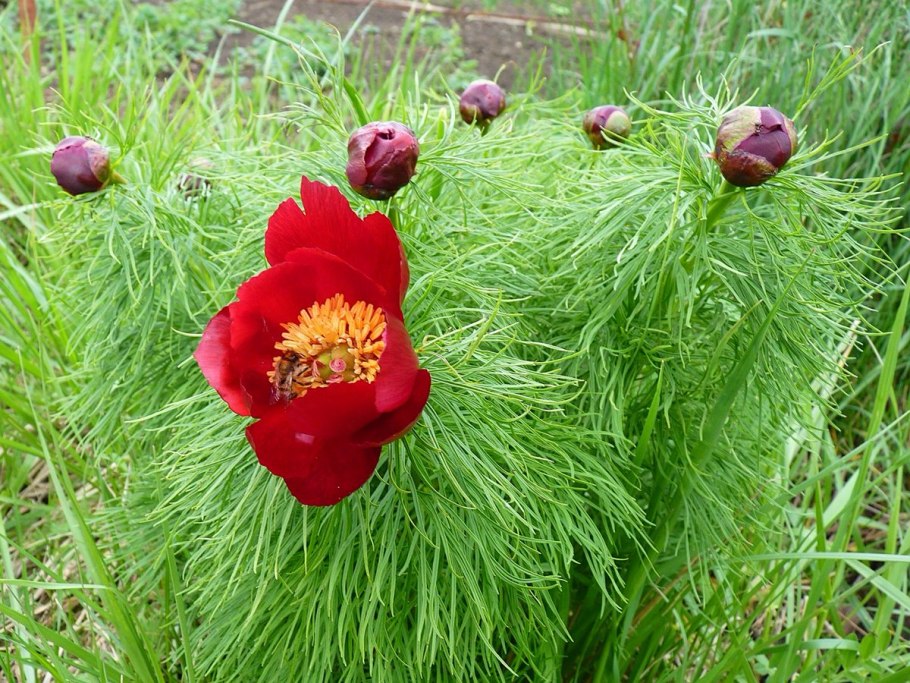 Пион тонколистный rubra Plena