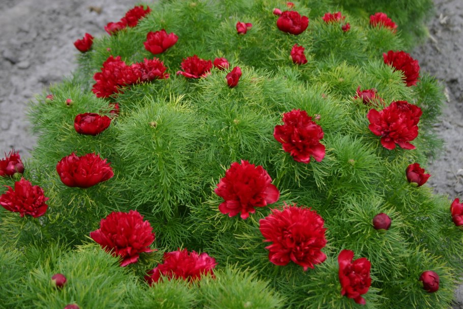 Пион тонколистный rubra plena