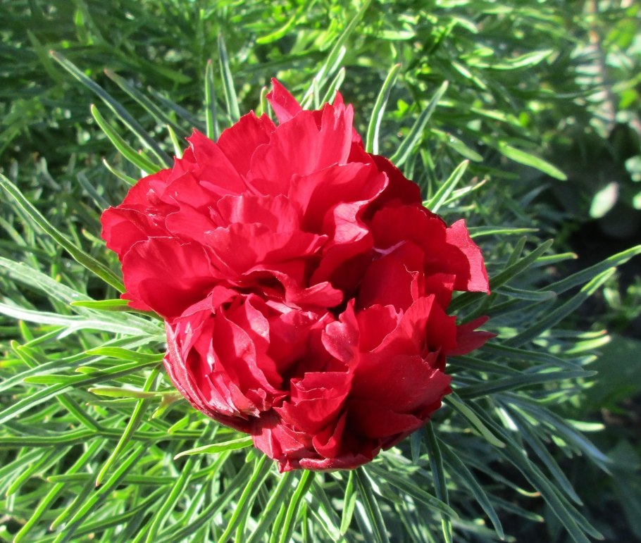 Пион тонколистный rubra plena