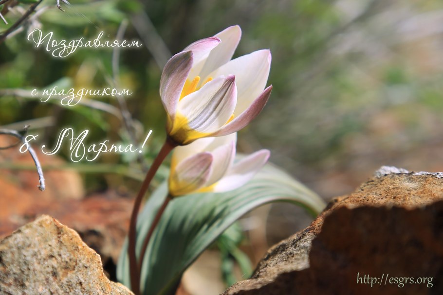 Тюльпан двуцветковый