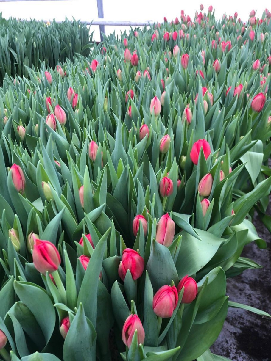 Тюльпан Грейга желтый