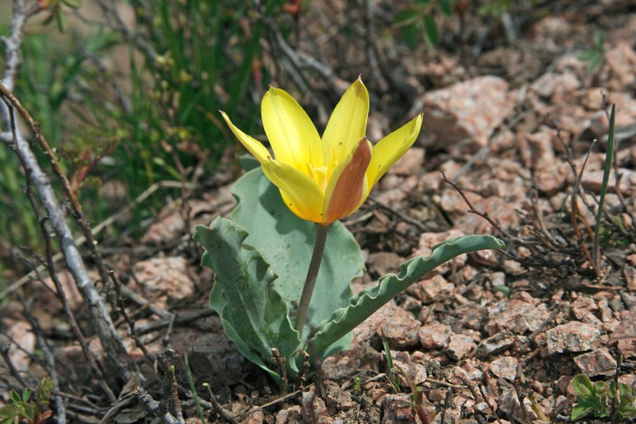 Тюльпан одноцветковый – Tulipa uniflora