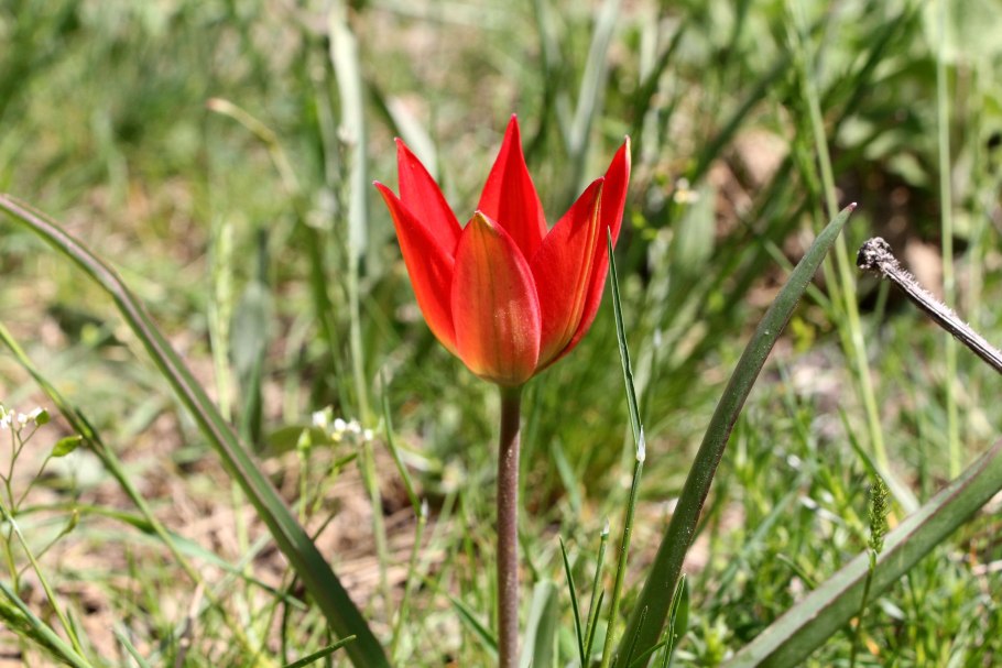 Тюльпан pulchella Eastern Star