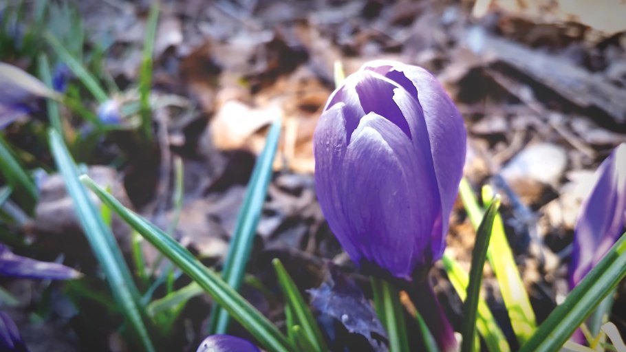 Тюльпан Грейга