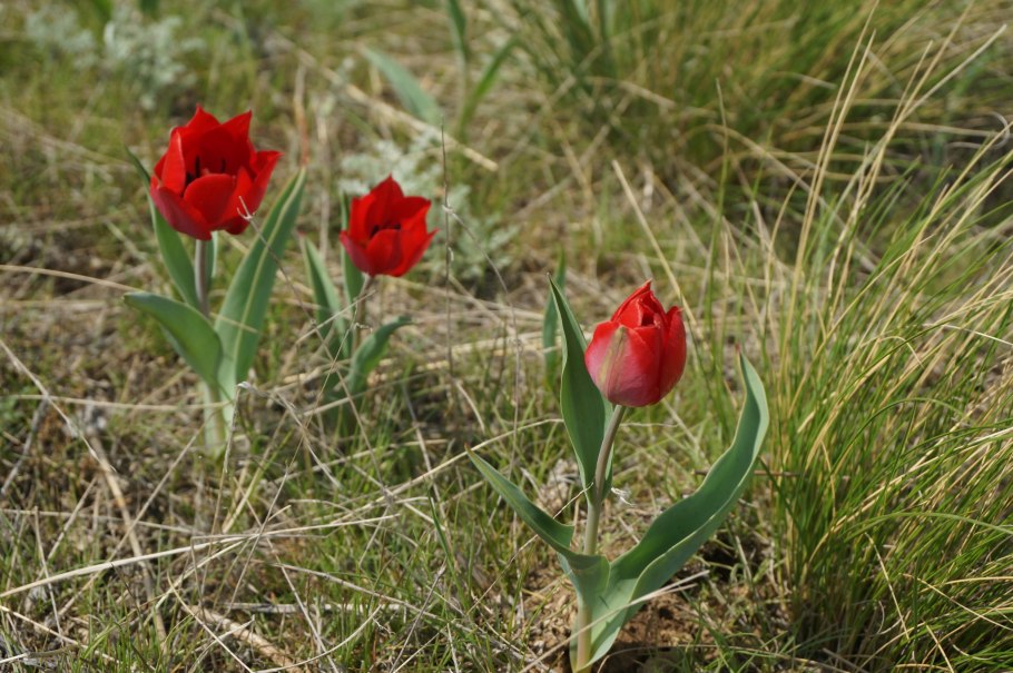 Тюльпан Ботанический Туркестанский