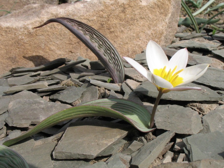 Тюльпан регеля в Казахстане