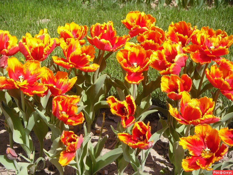 Тюльпан Librije