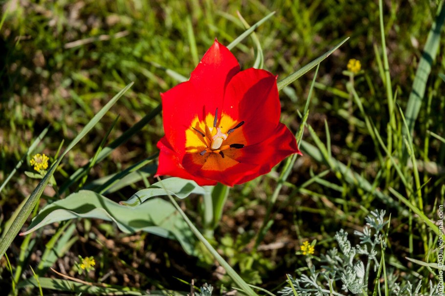 Тюльпан гибрид Грейга Квебек