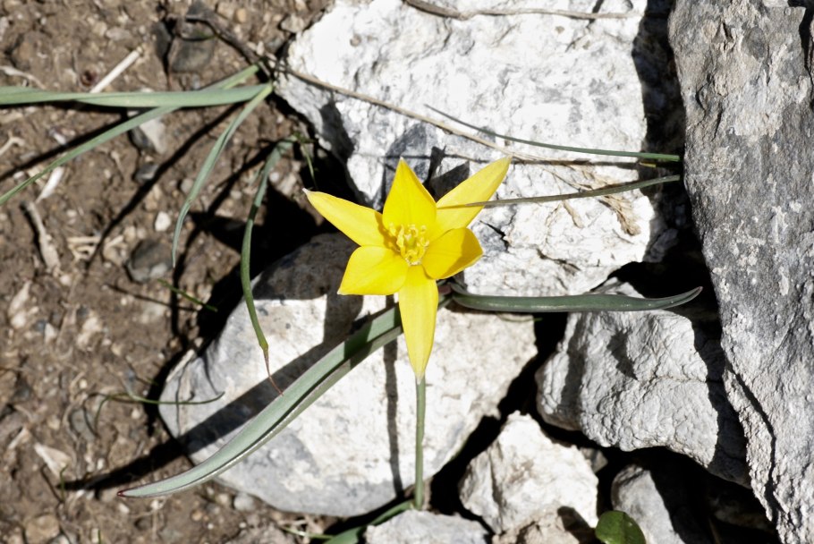 Tulipa regelii krasn. (Семейство Liliaceae)тюльпан регеля