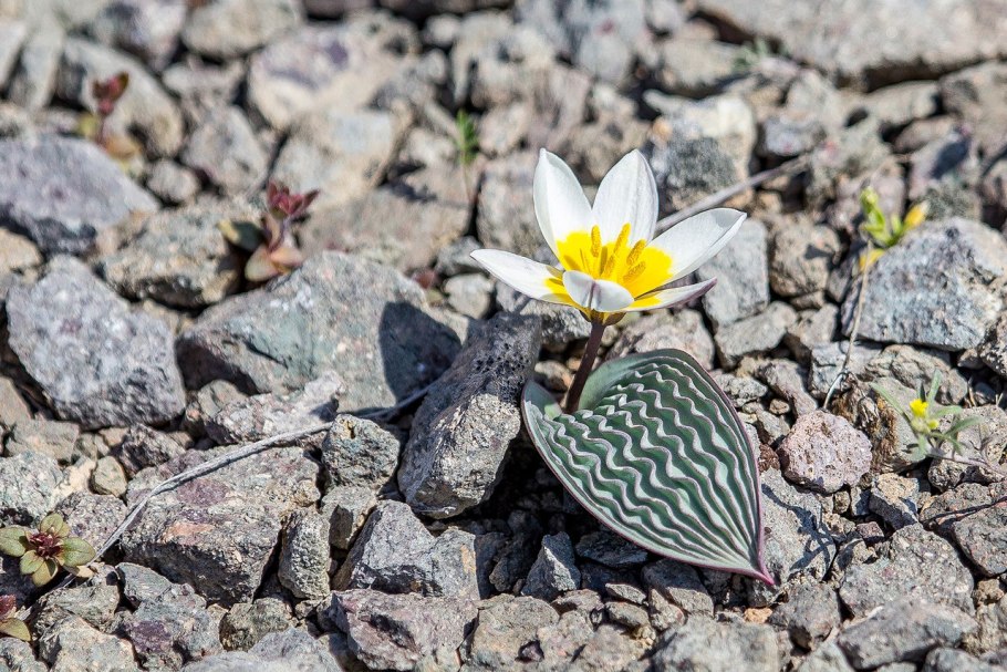 Горный черный тюльпан