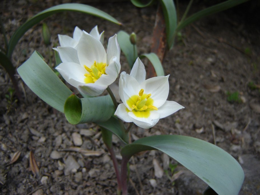 Тюльпан четырёхлистный