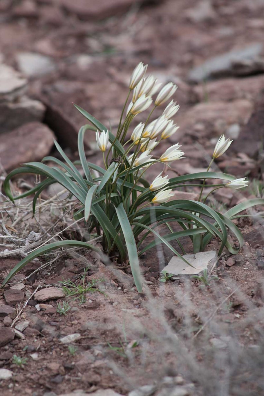 Эминиум регеля