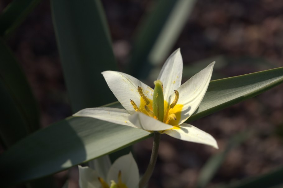 Tulipa turkestanica