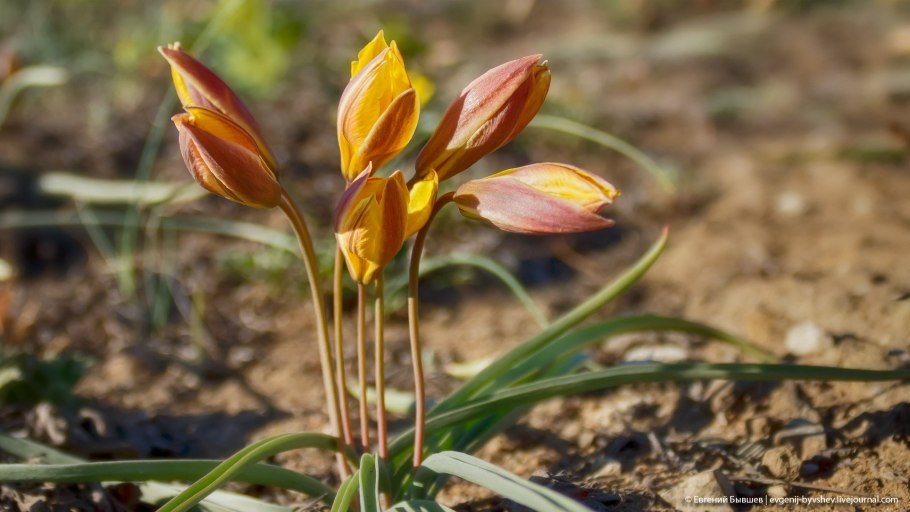 Тюльпан Лемана