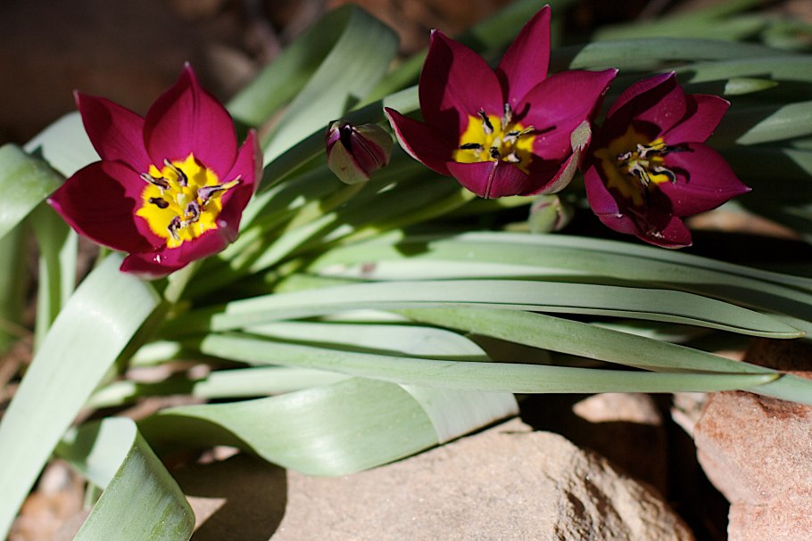 Tulipa humilis