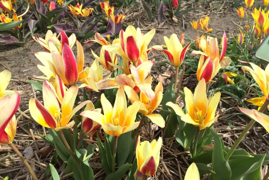 Тюльпаны Шренка Богдо