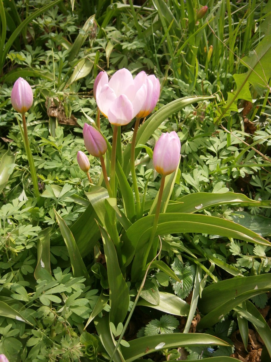 Эминиум регеля