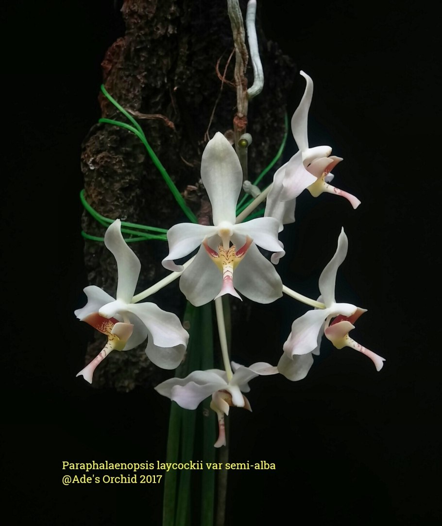Paraphalaenopsis laycockii