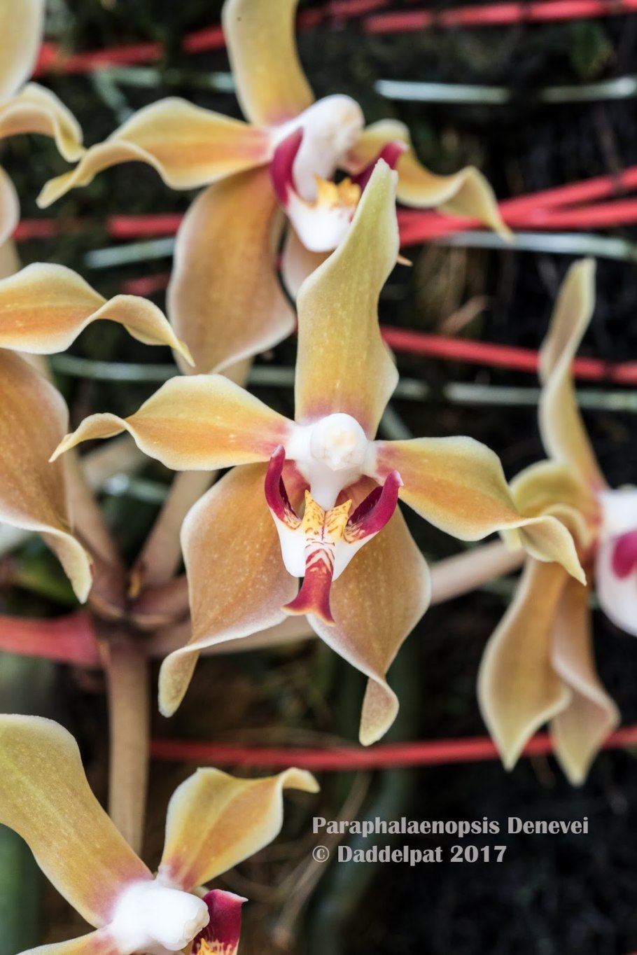 Парафаленопсис фрида