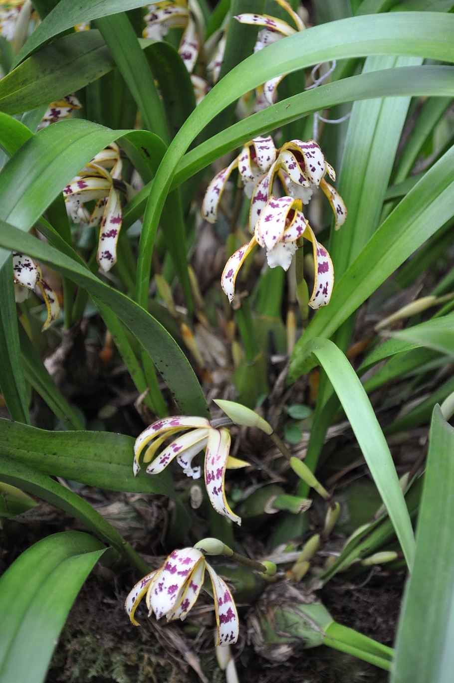 Максиллярия пикта