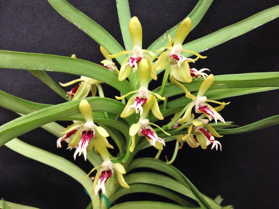 Ренантера орхидея