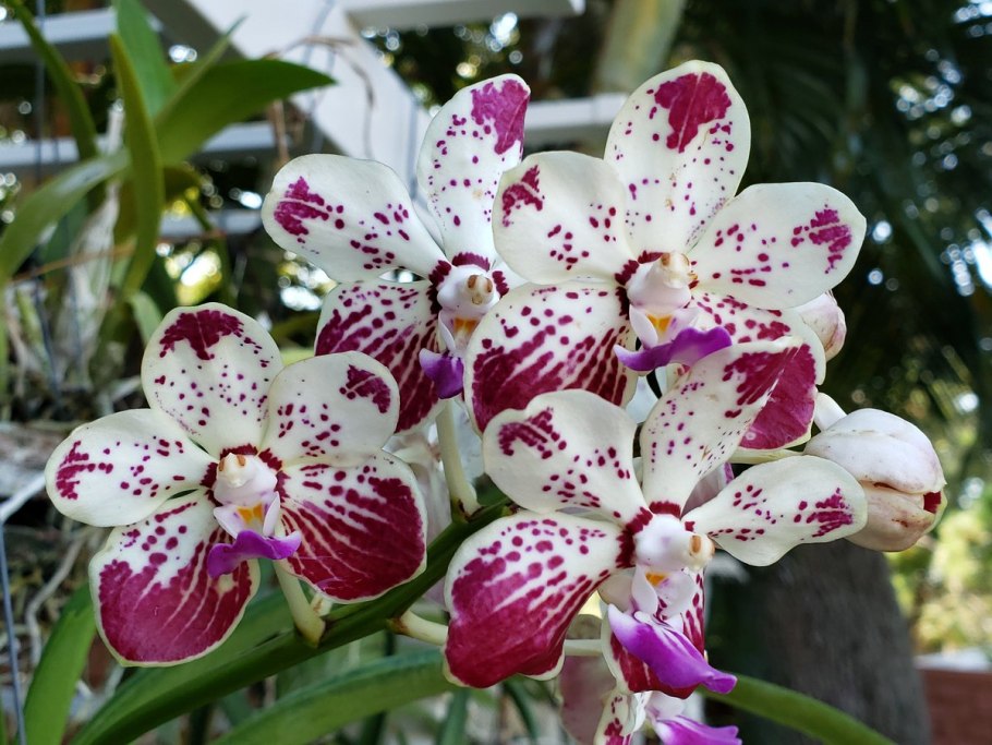 Орхидея фаленопсис кембридж