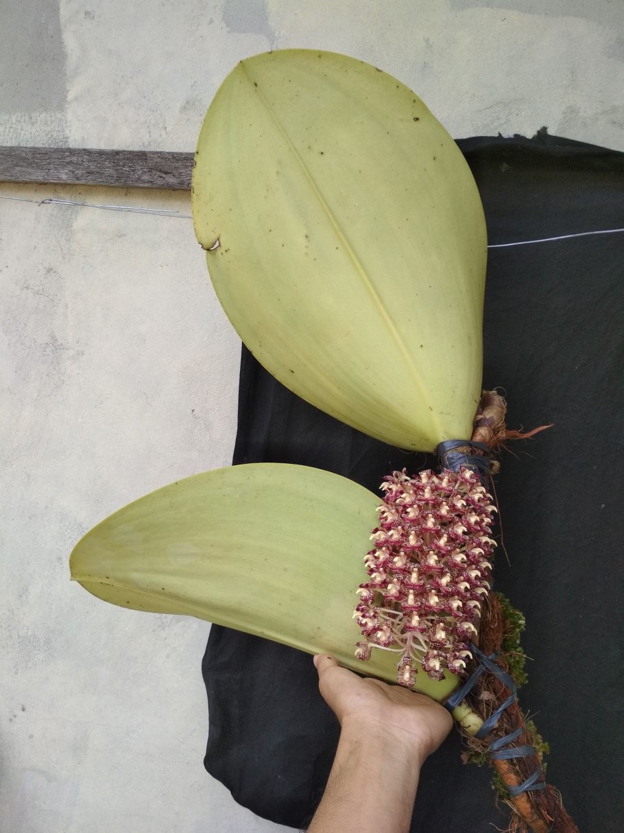 Бульбофиллум беккари