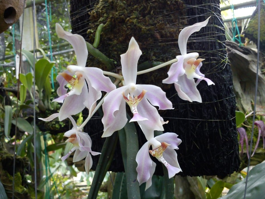 Paraphalaenopsis serpentilingua