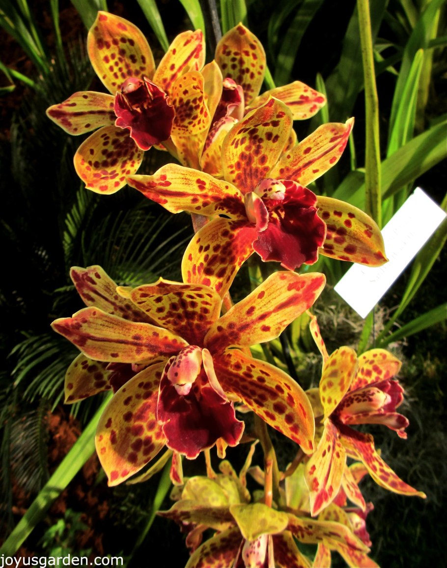 Цимбидиум тигровая орхидея