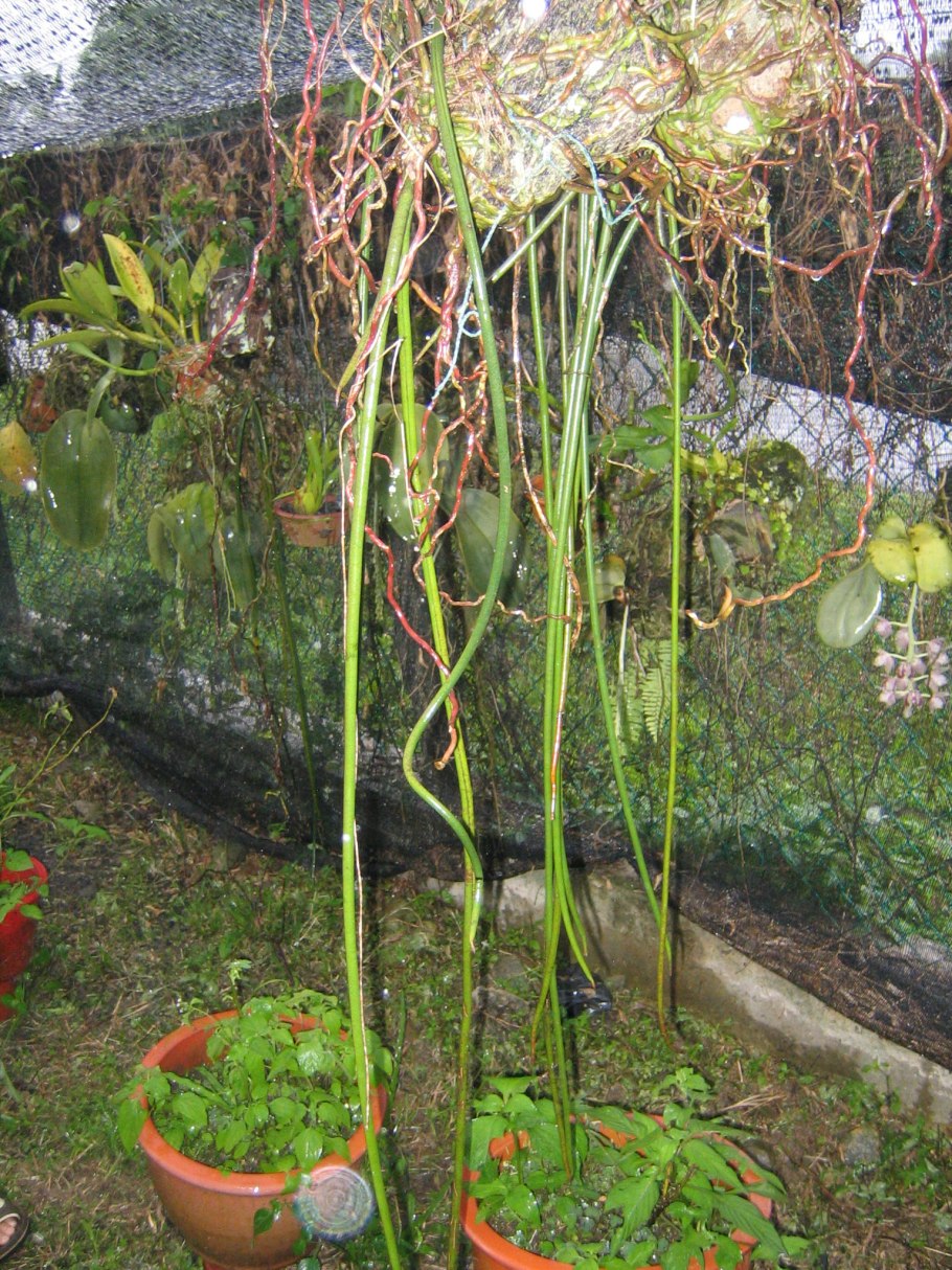 Cynanchum marnierianum