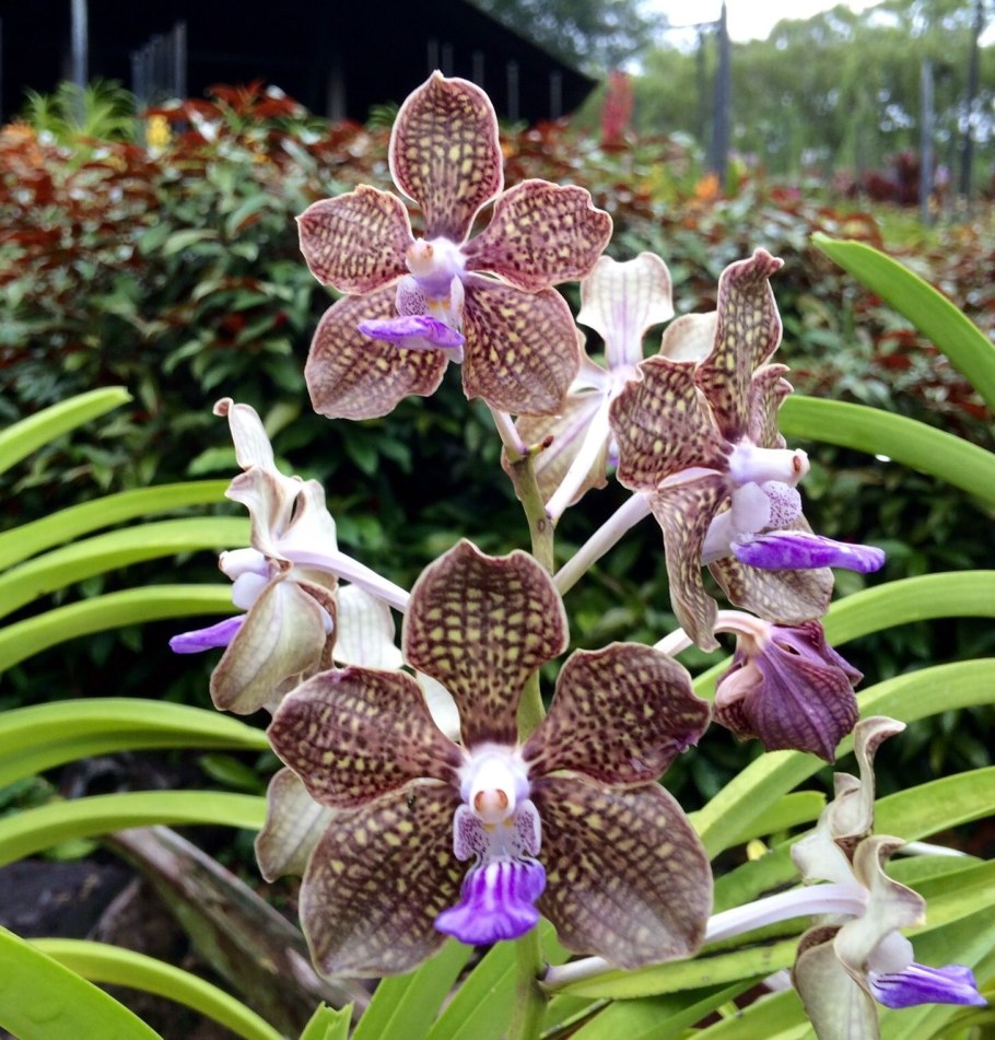 Ванда tessellata