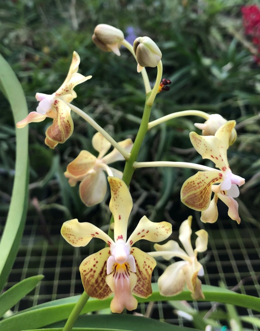 Vanda lamellata var