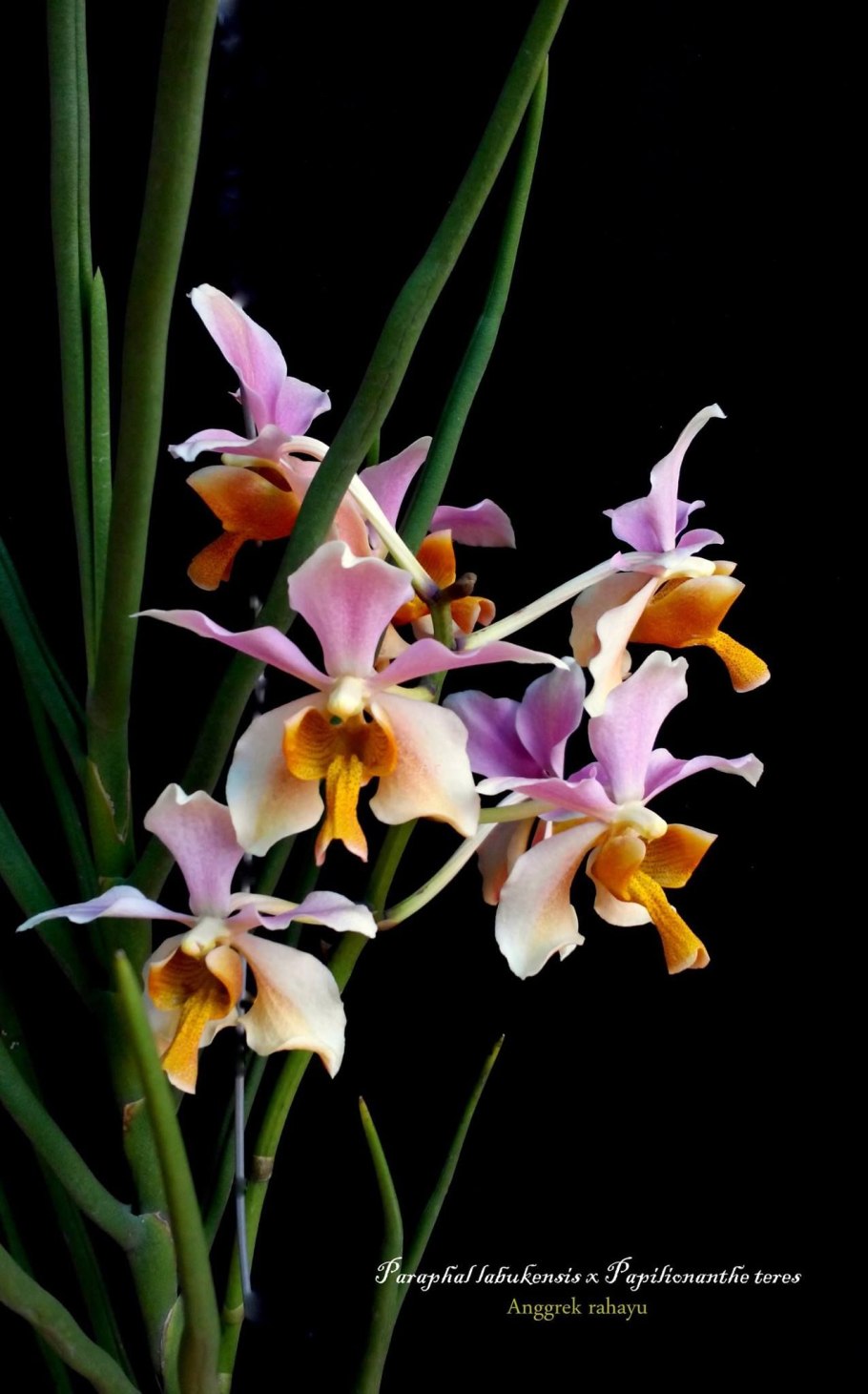 Phalaenopsis equestris