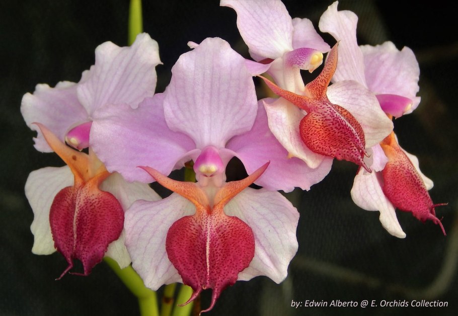 Папилионанте орхидея