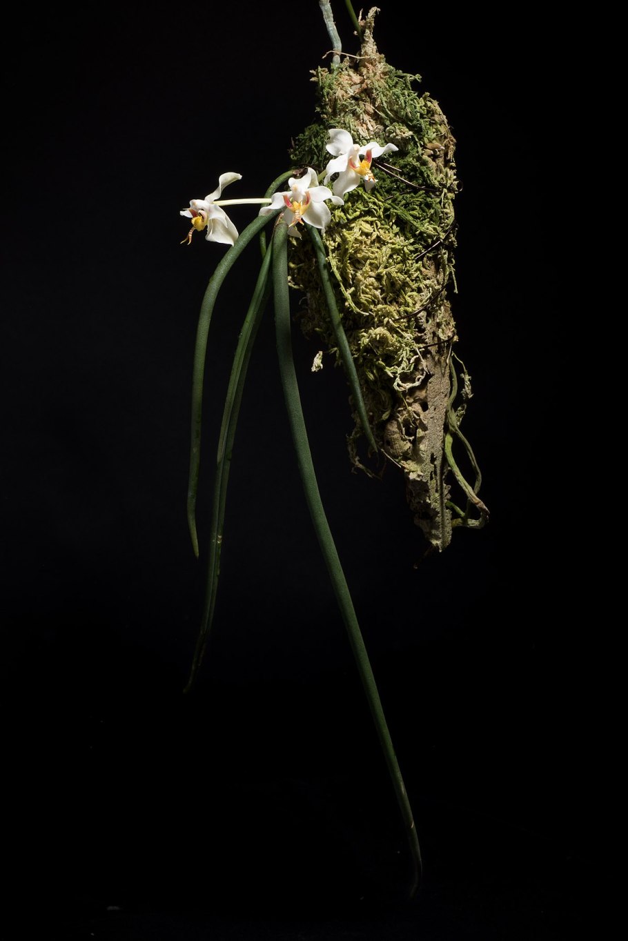 Орхидея парафаленопсис лабукенсис