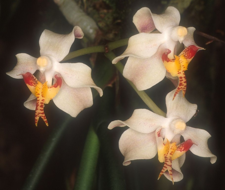 Фаленопсис монро