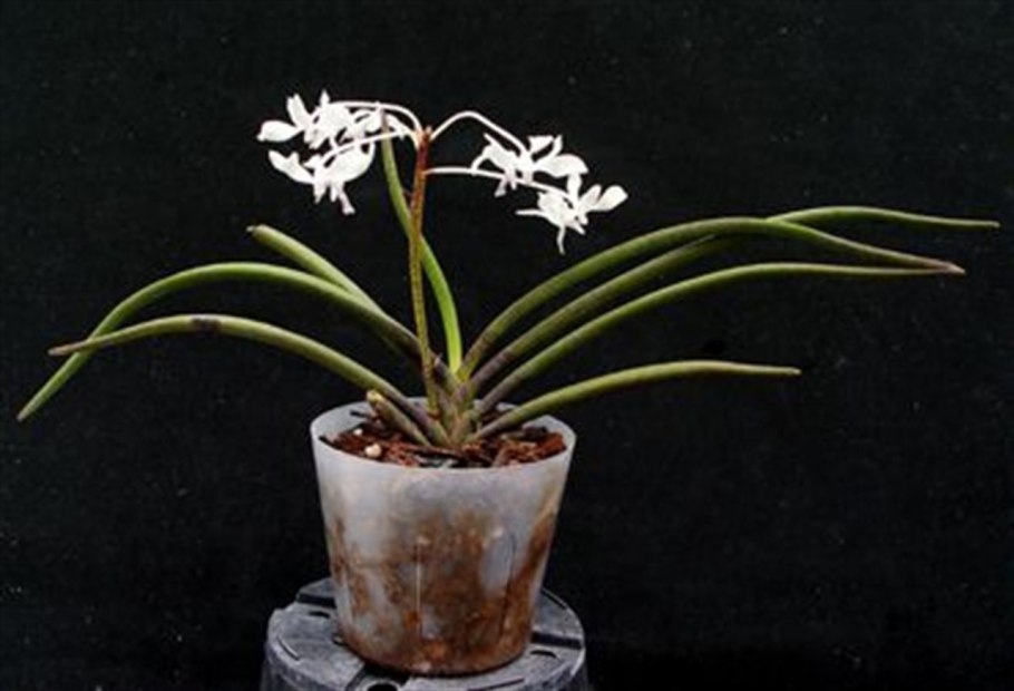 Nishidemiyako неофинетия