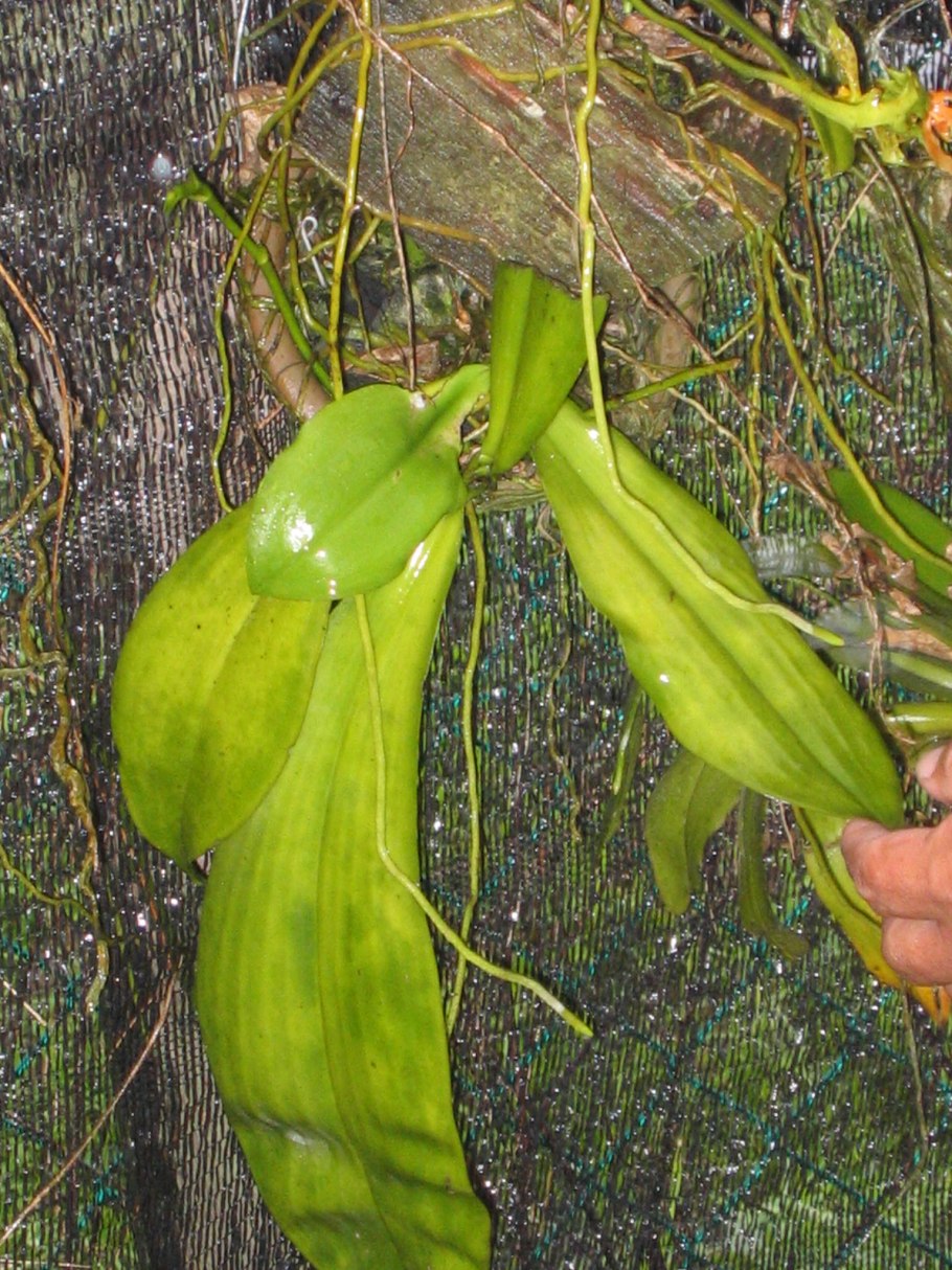 Phalaenopsis cultivar