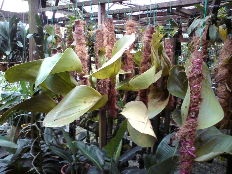 Bulbophyllum phalaenopsis