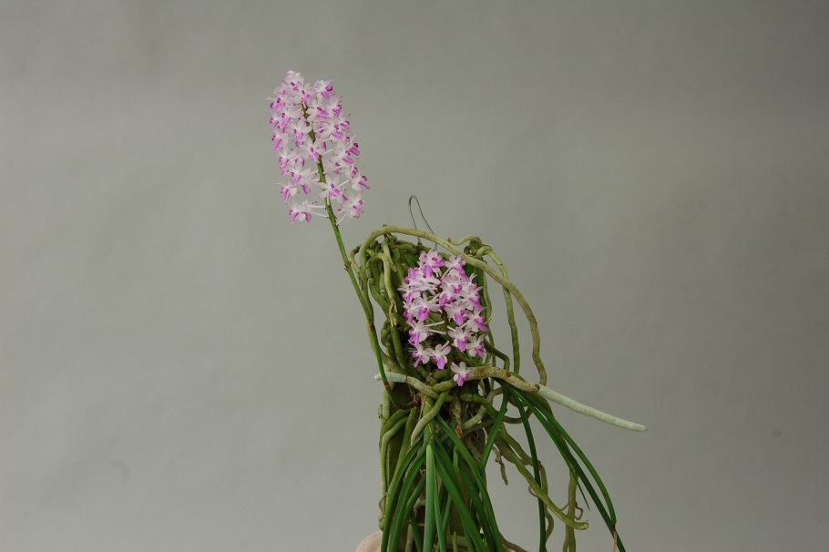 Ascocentrum christensonianum