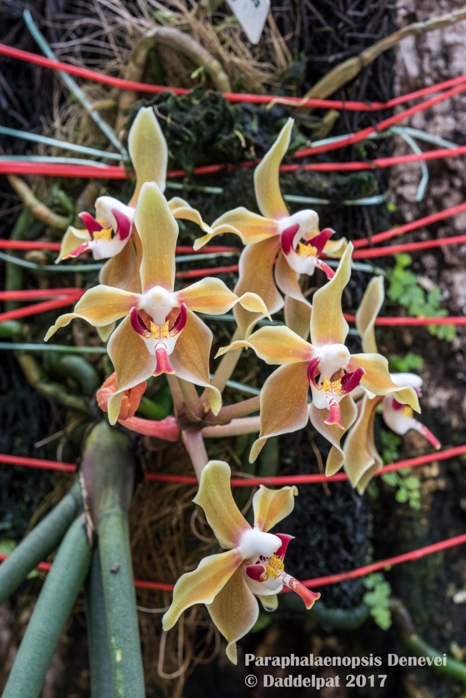 Paraphalaenopsis denevei