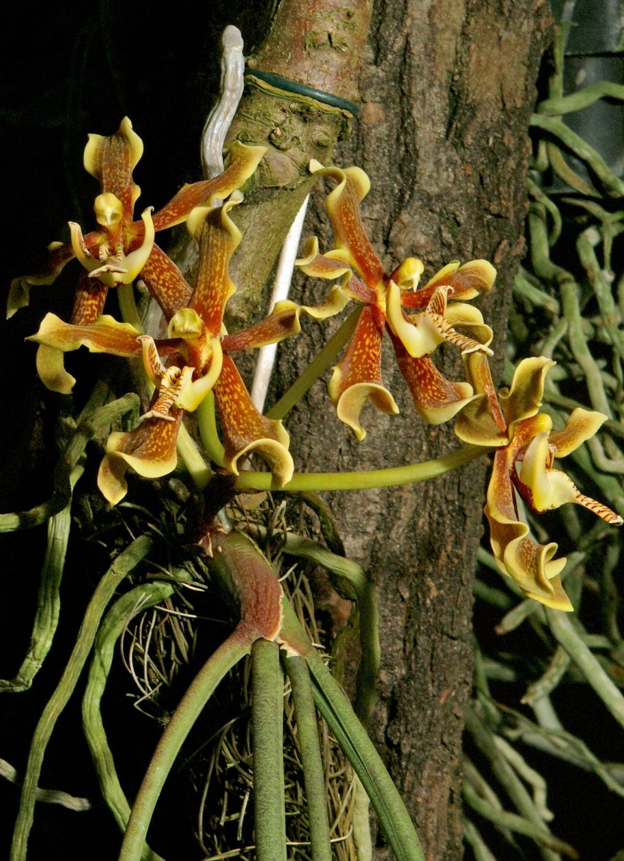 Phalaenopsis parishii