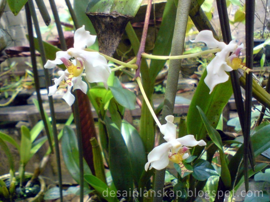 Фаленопсис стюартиана пико чип