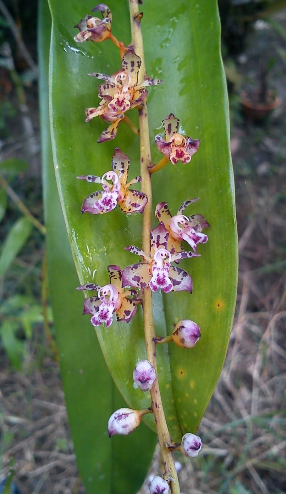 Phalaenopsis gigantea