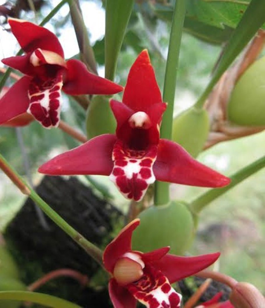 Maxillaria tenuifolia