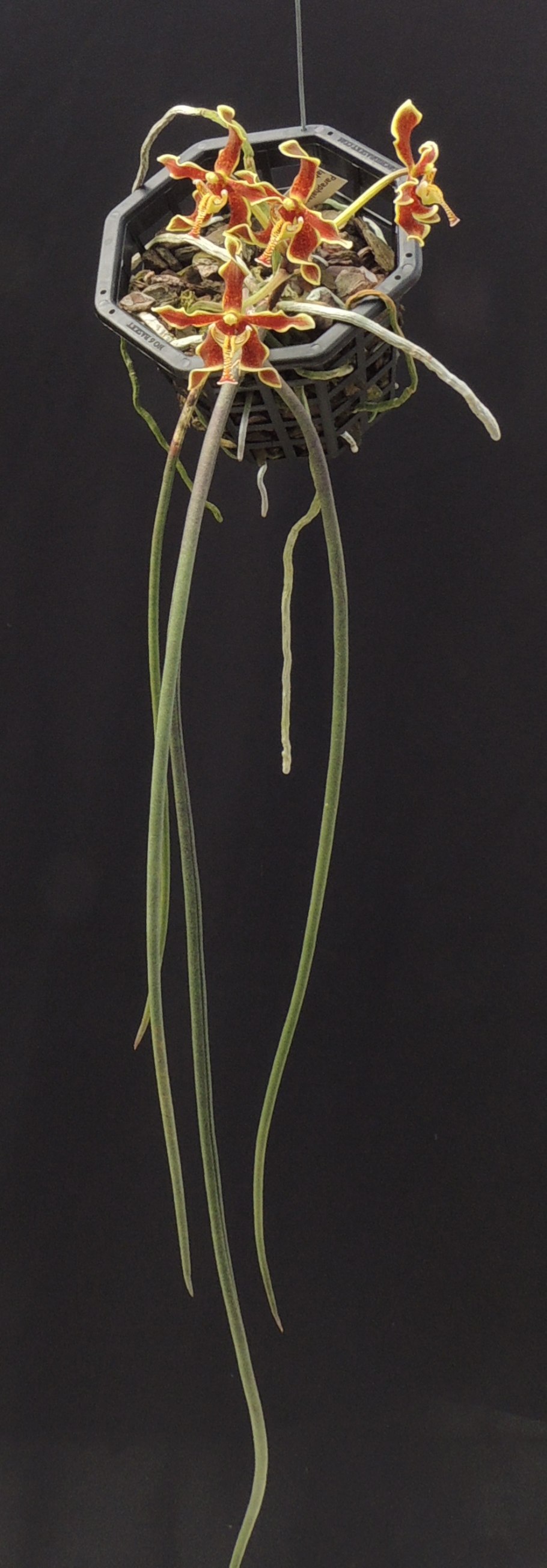 Brassavola cucullata